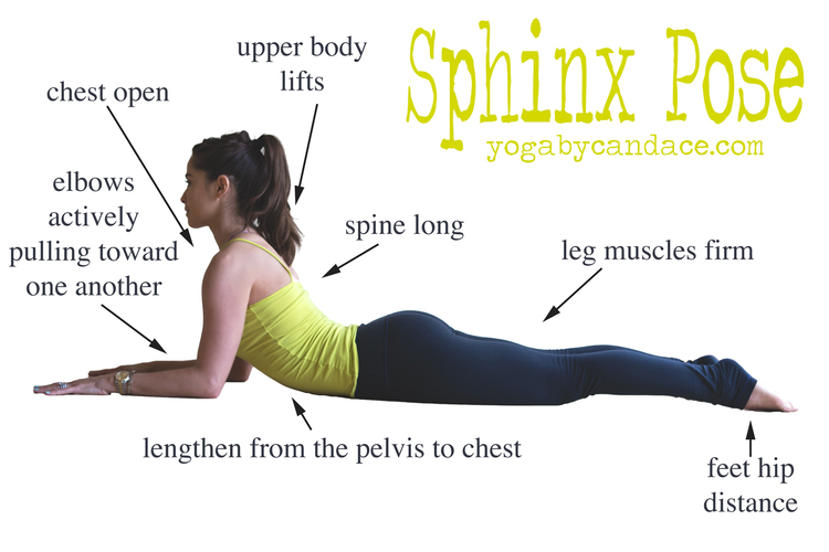 Sphinx Pose - Exercise How-to - Skimble Workout Trainer