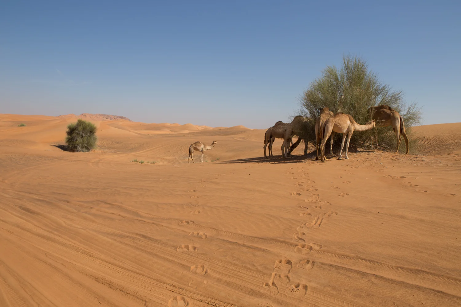 Desert