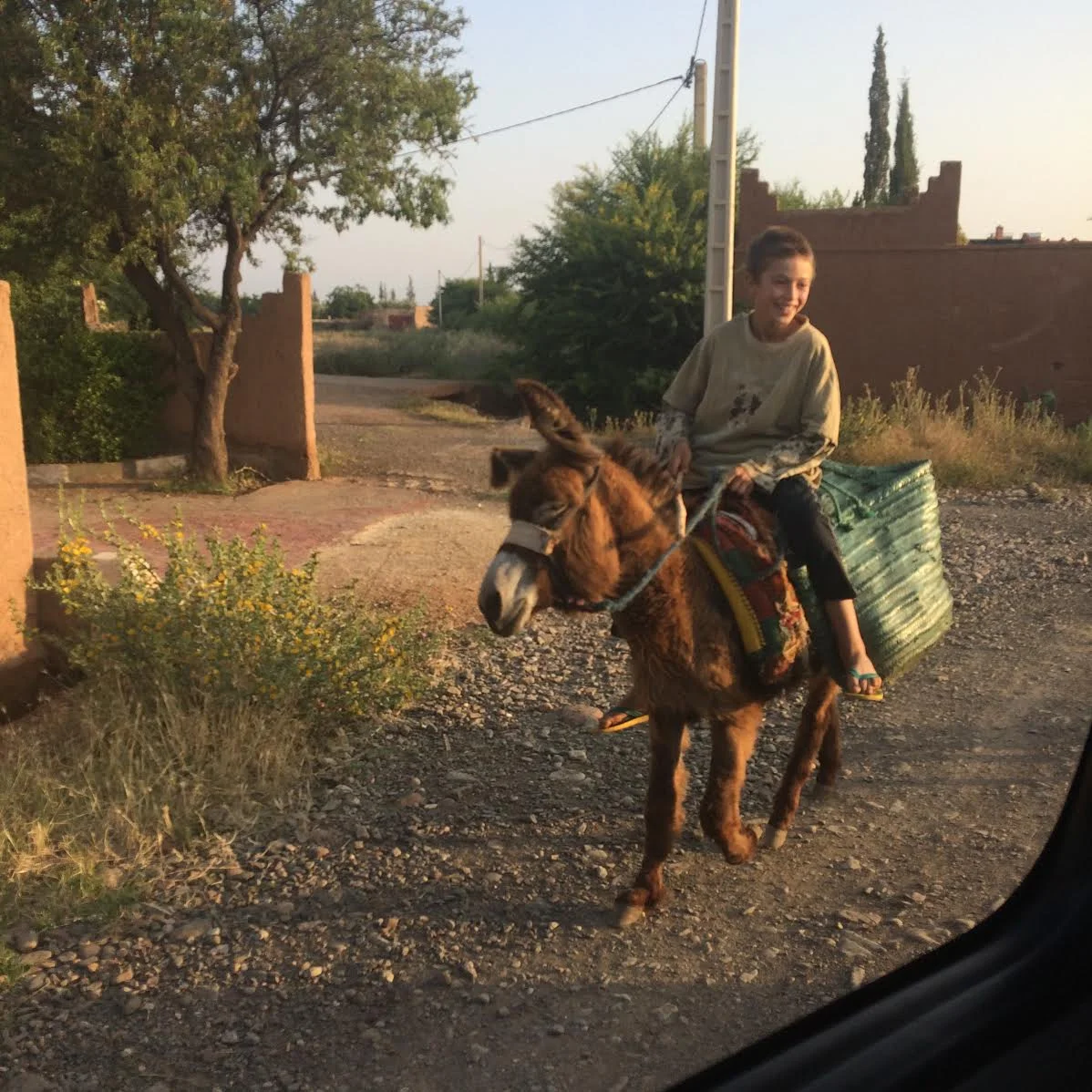 Donkey