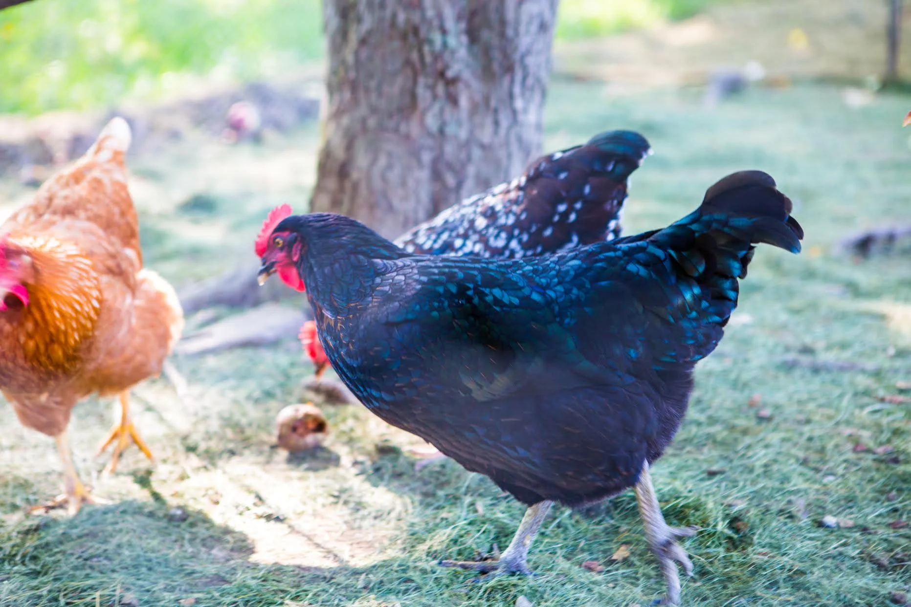 Chickens