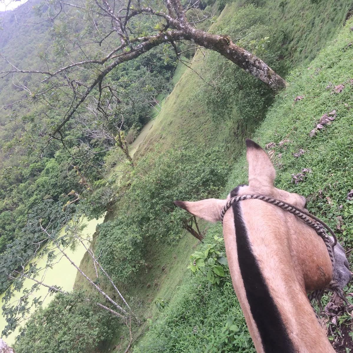 Horseback riding through the jungle at the base of Costa Rica's Volcano Arenal