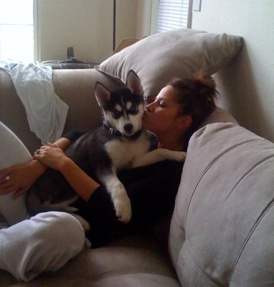 Husky puppy