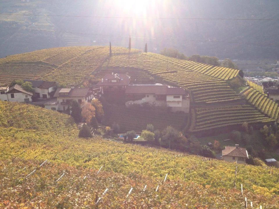 Vineyards 