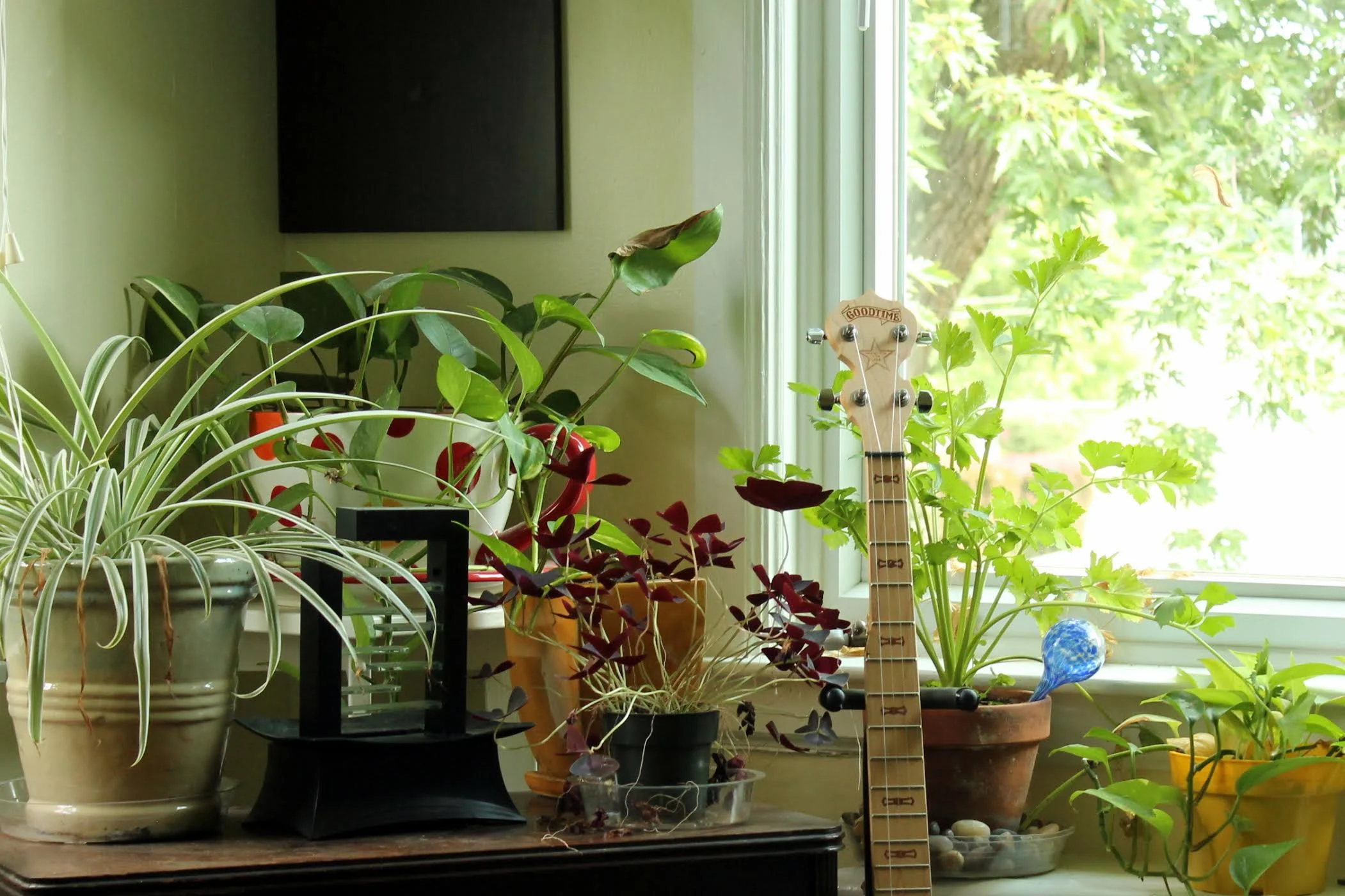 Indoor Garden