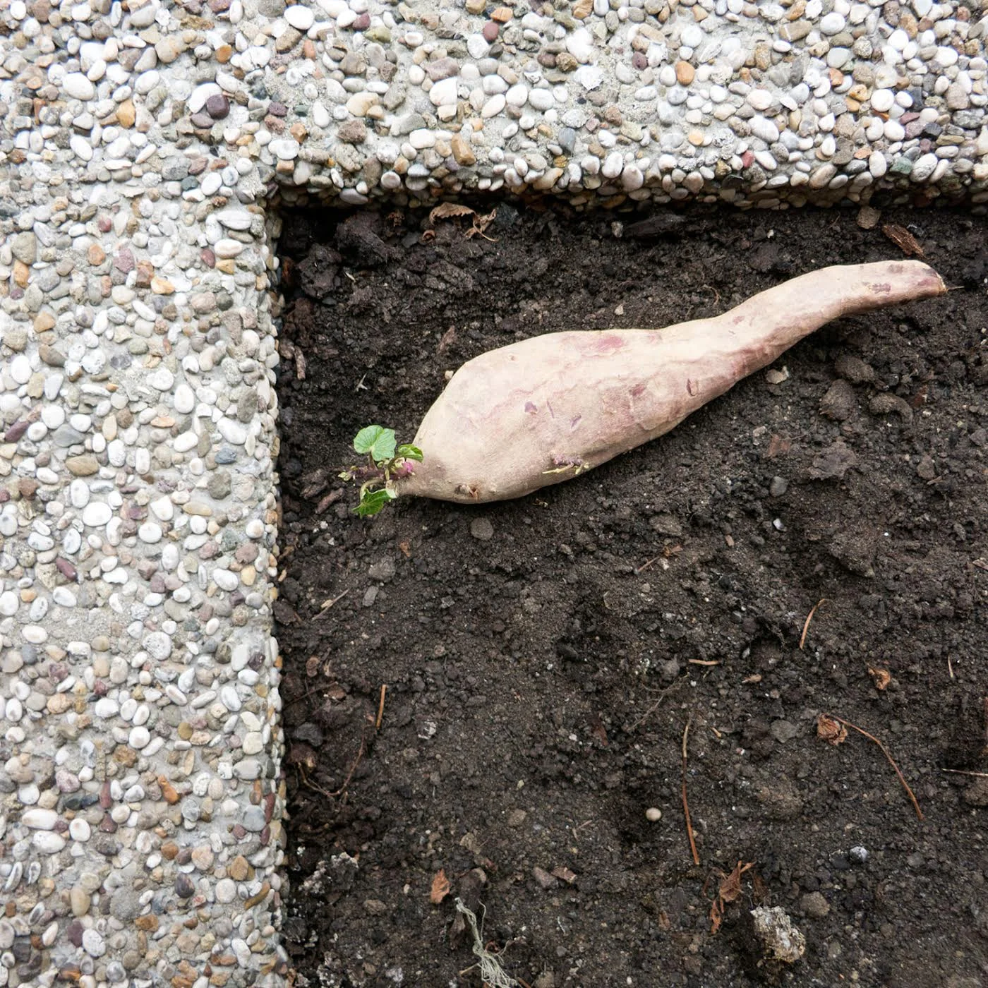 Grow your own food