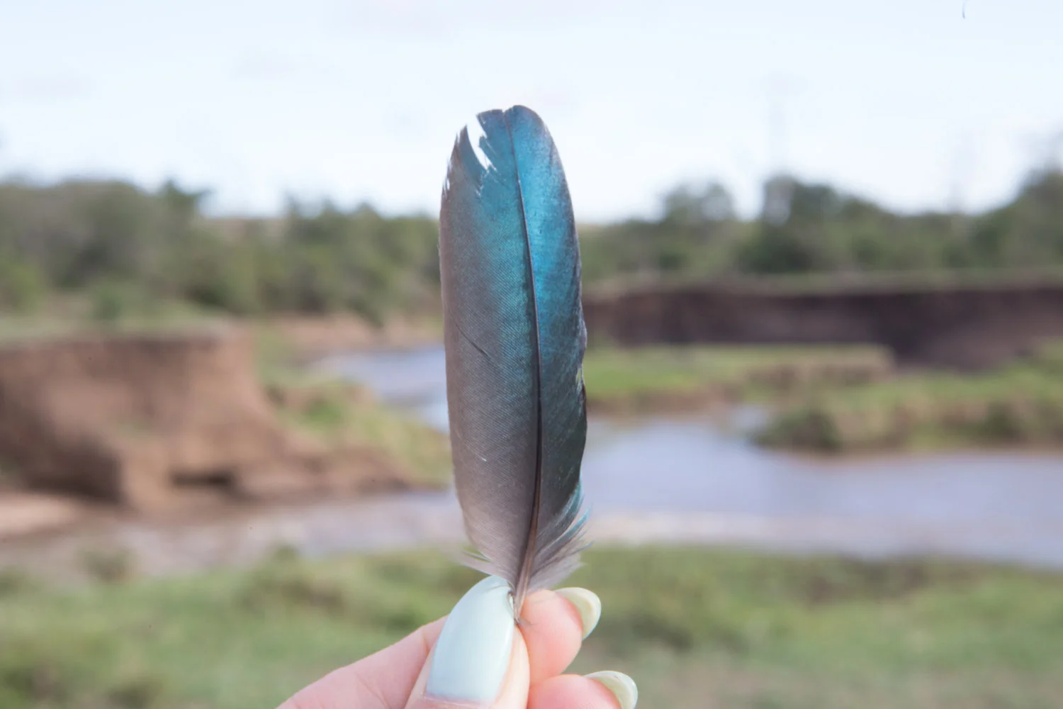 Feather