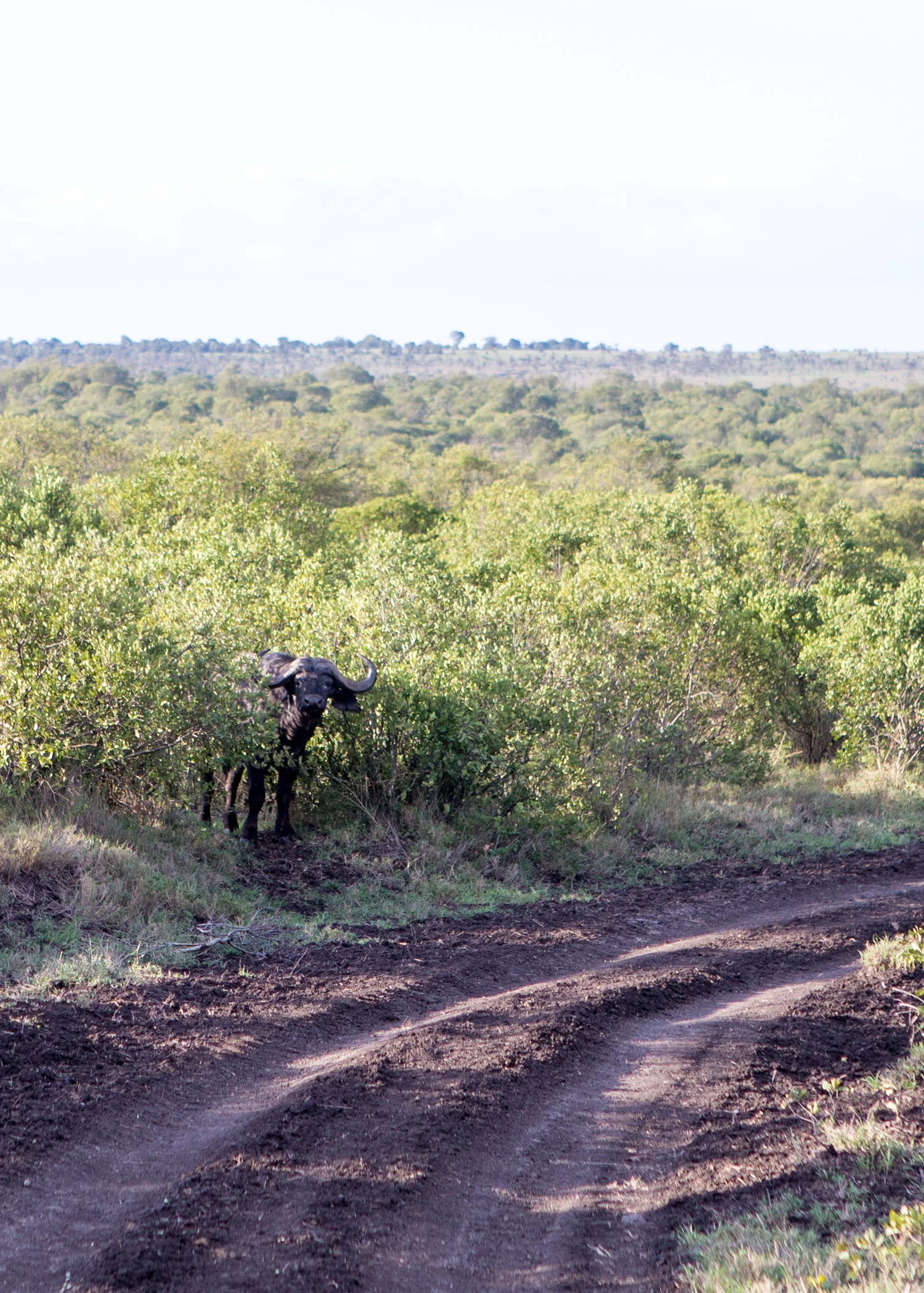 Water Buffalo