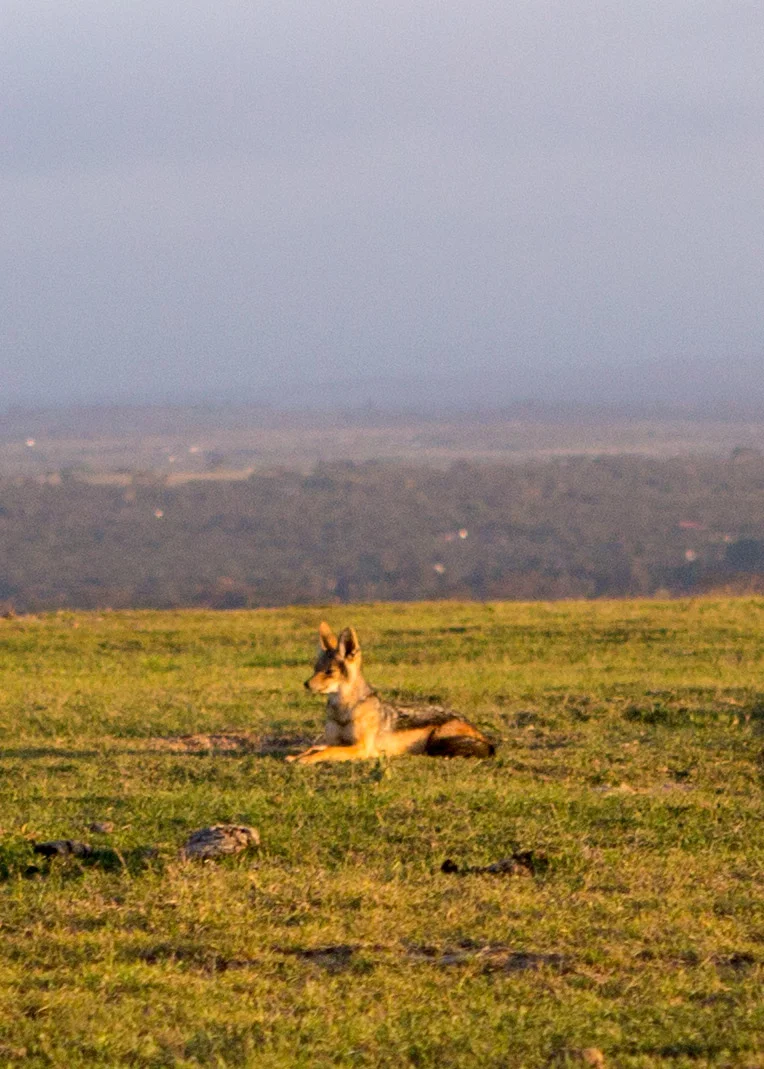 Jackal