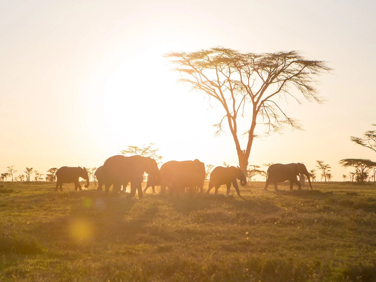 Elephants