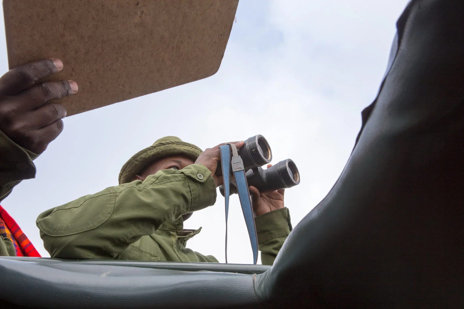 looking for the lion
