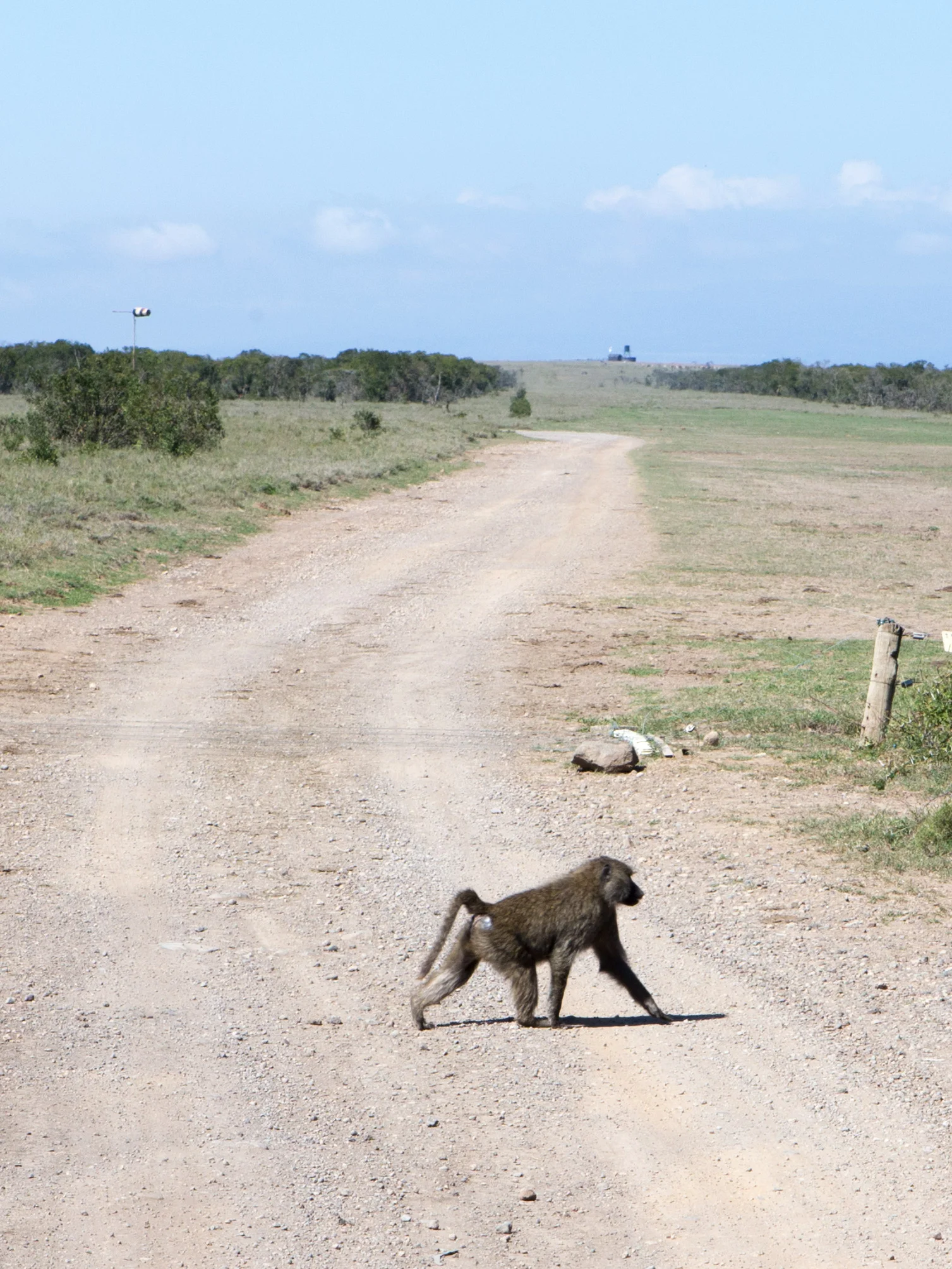 Babboon crossing