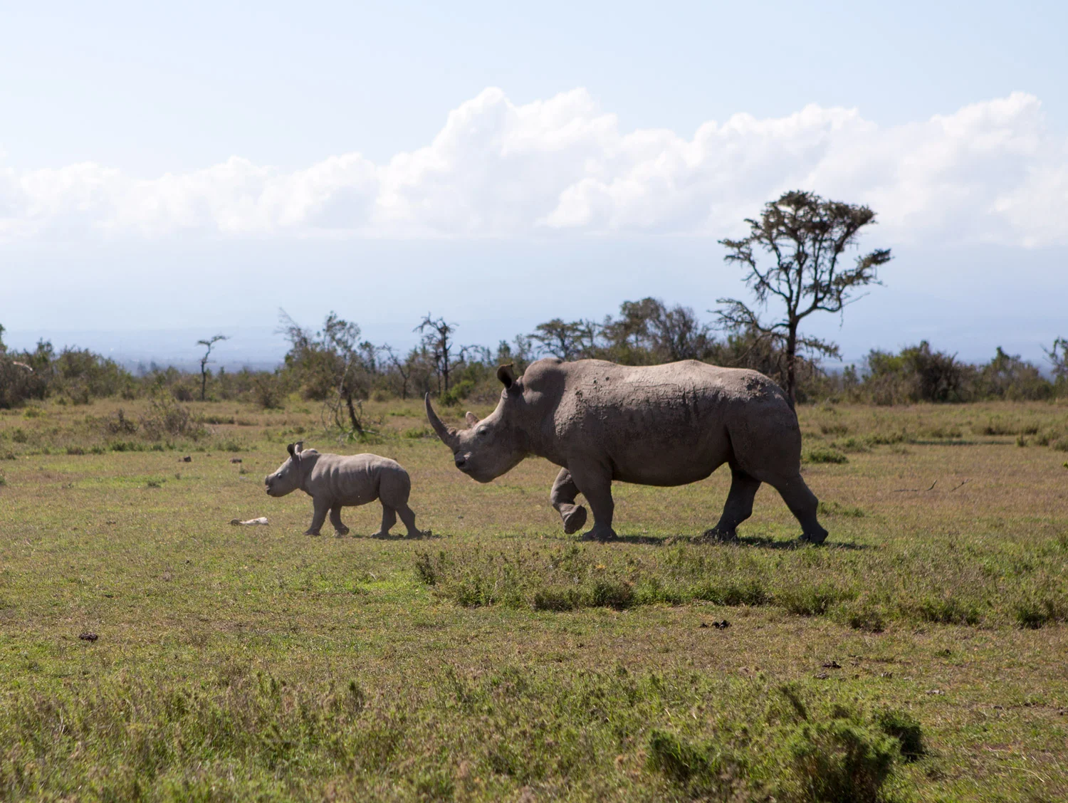 Rhino mama and baby