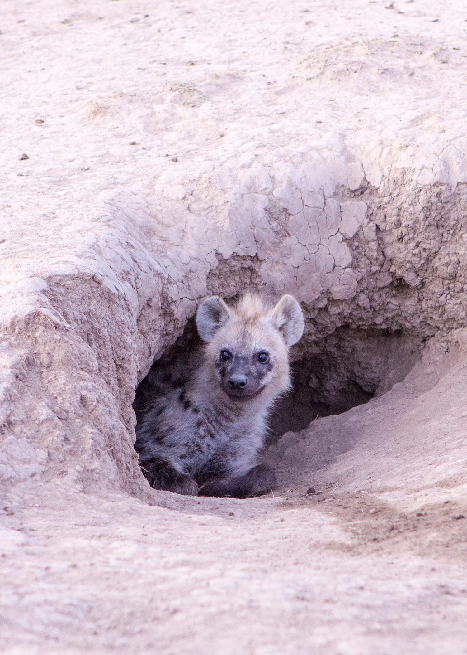 Baby Hyena