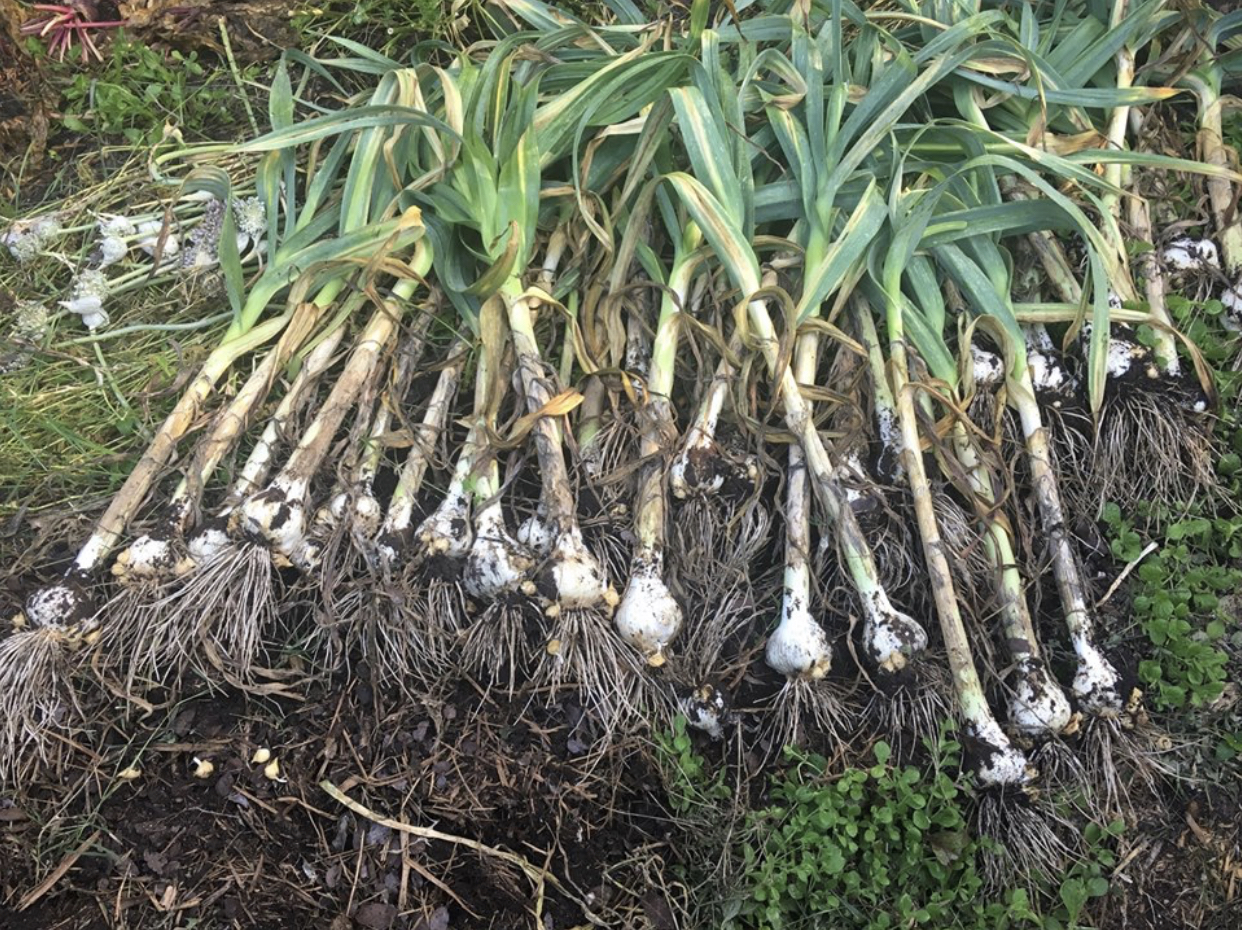 Local, organic garlic harvest