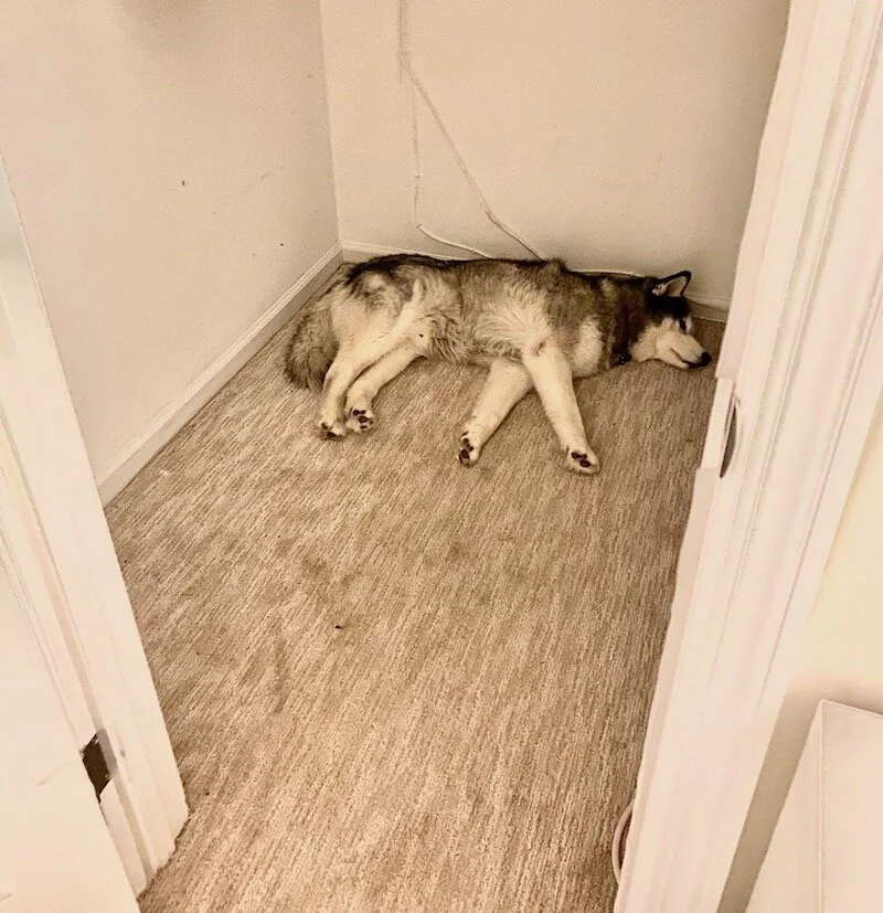 Buckles claiming his spot in our cleaned out closet close to moving day.