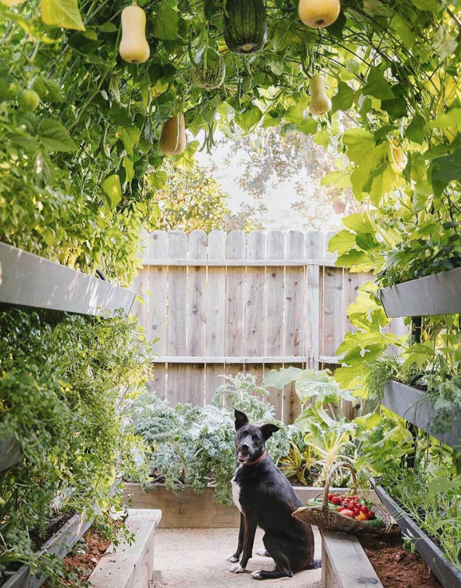 Ok stop it right now!!! Look at the butternut squash hanging!!! I’m LOVING this garden from Urban Farmstead .