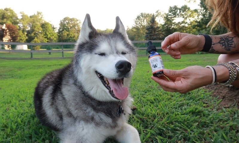 pet-cbd-formula-yogabycandace-bodychek.jpeg