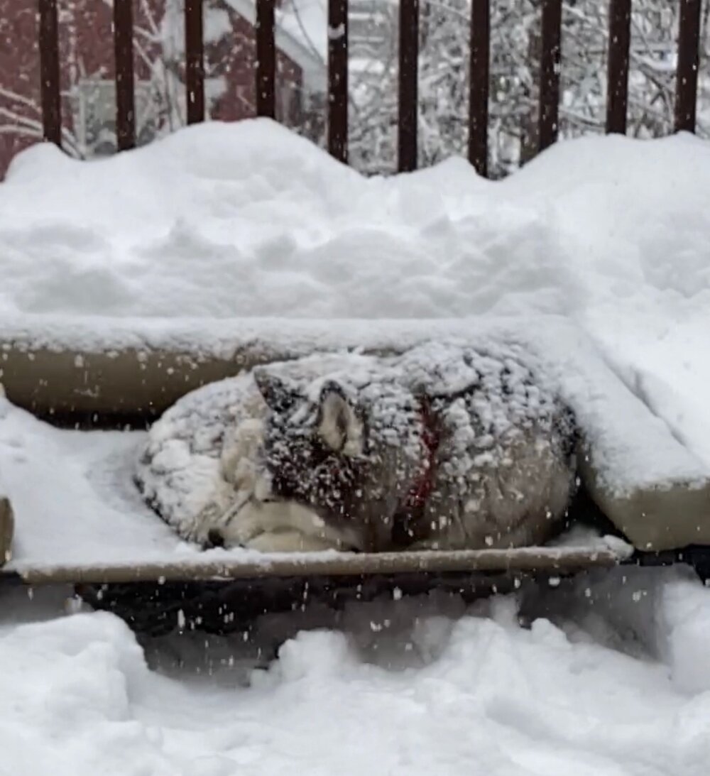 husky-in-snow.jpeg