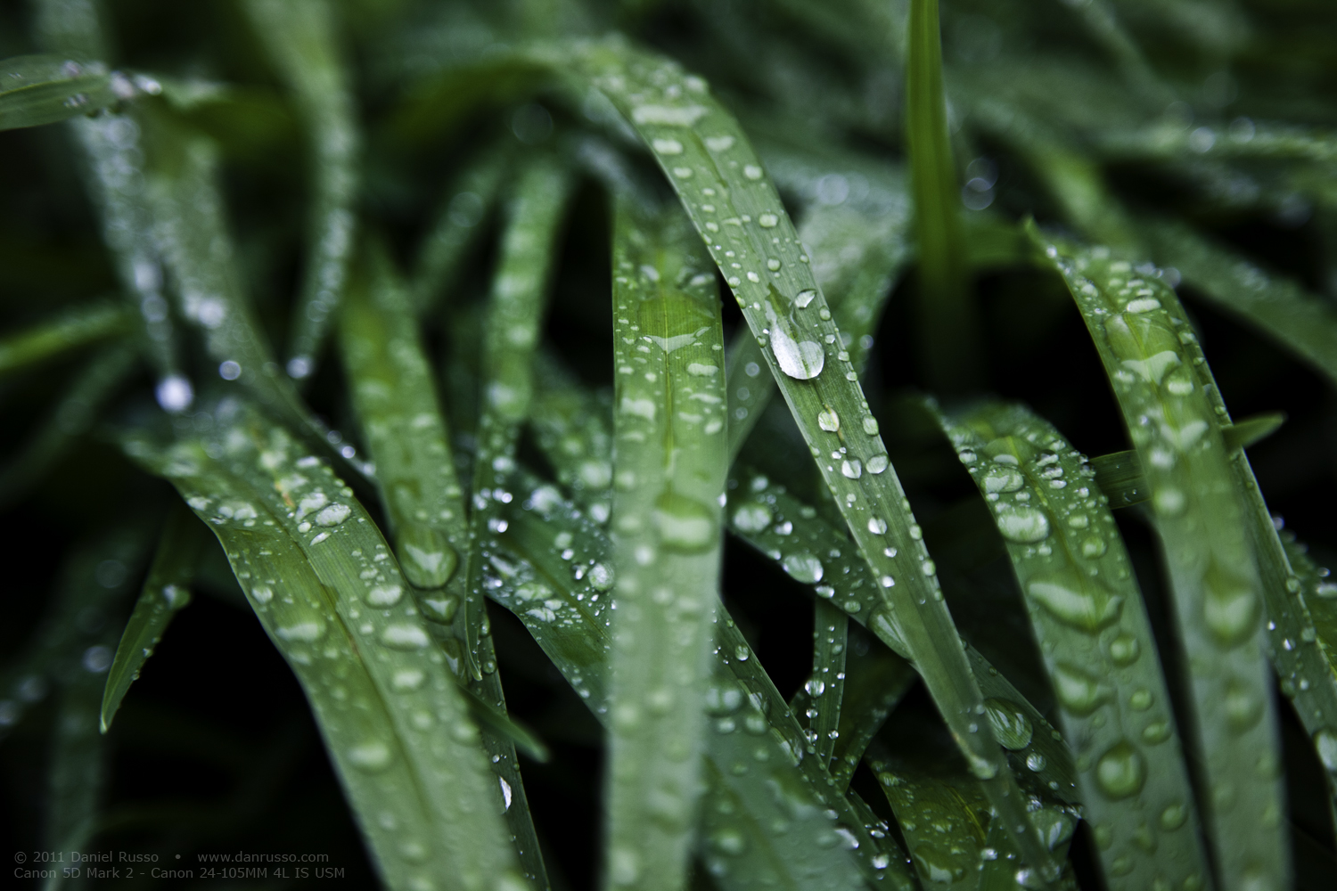 Blades In The Rain_lg.jpg