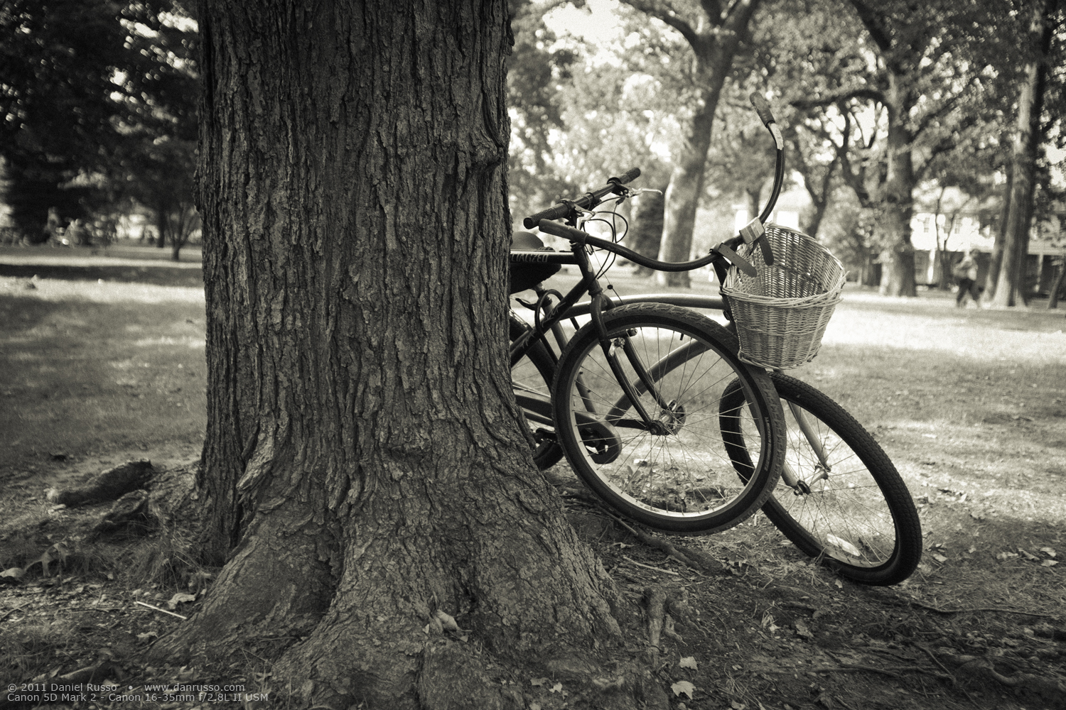 Lost Bicycles In Time lg.jpg