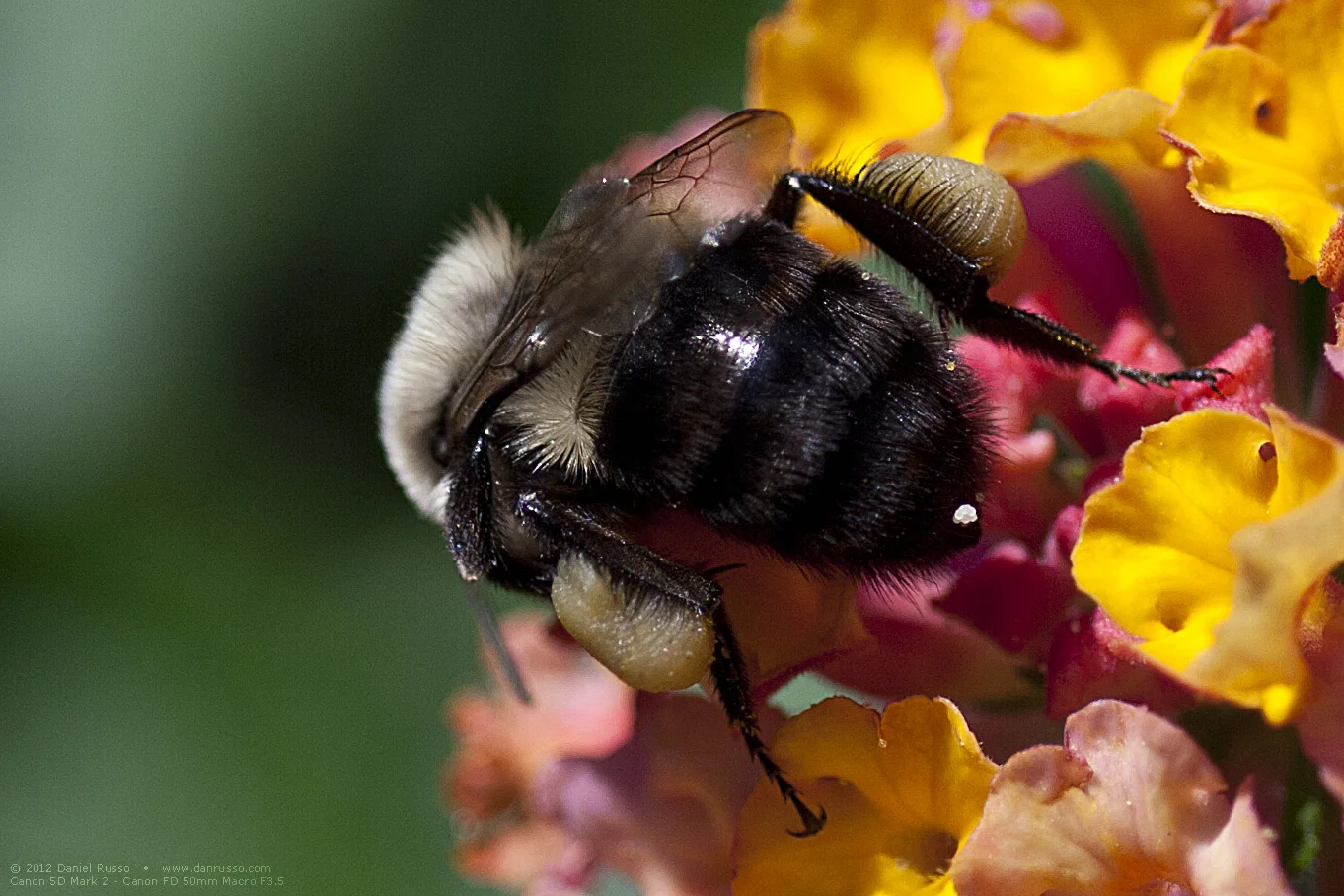 Canon FD 50mm Macro 3.5 lens. Click to enlarge