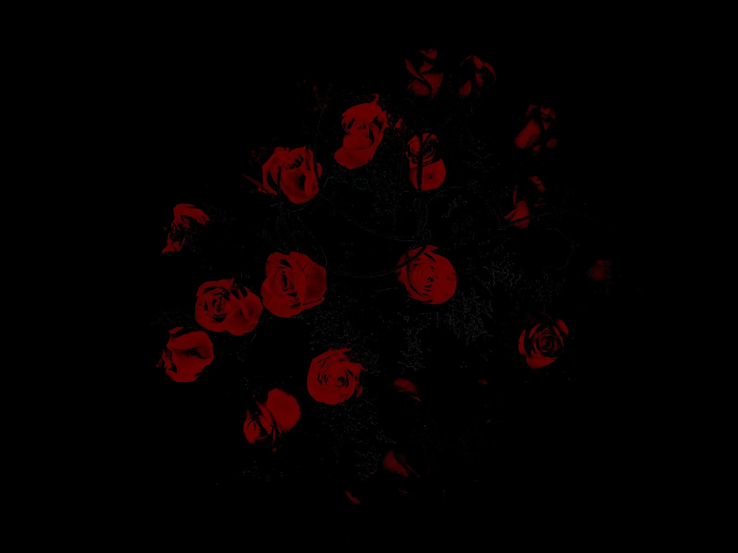 RosesRRed.jpg