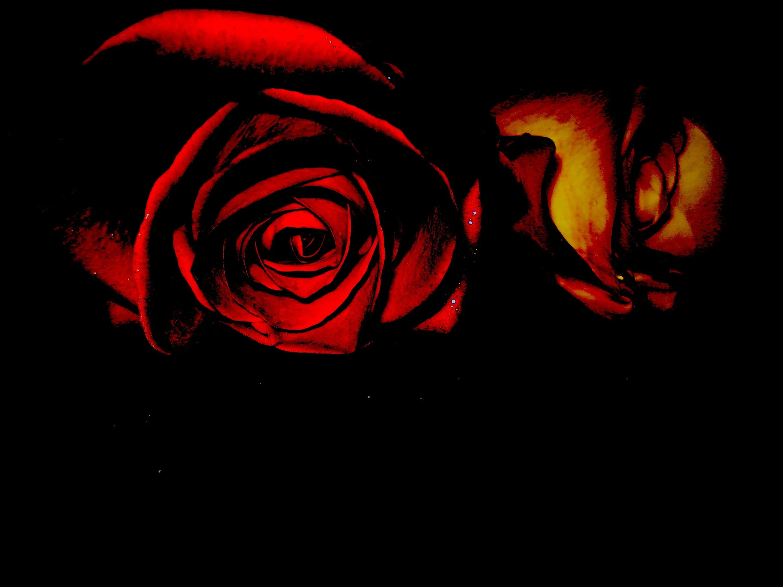 Nicx rose.jpg