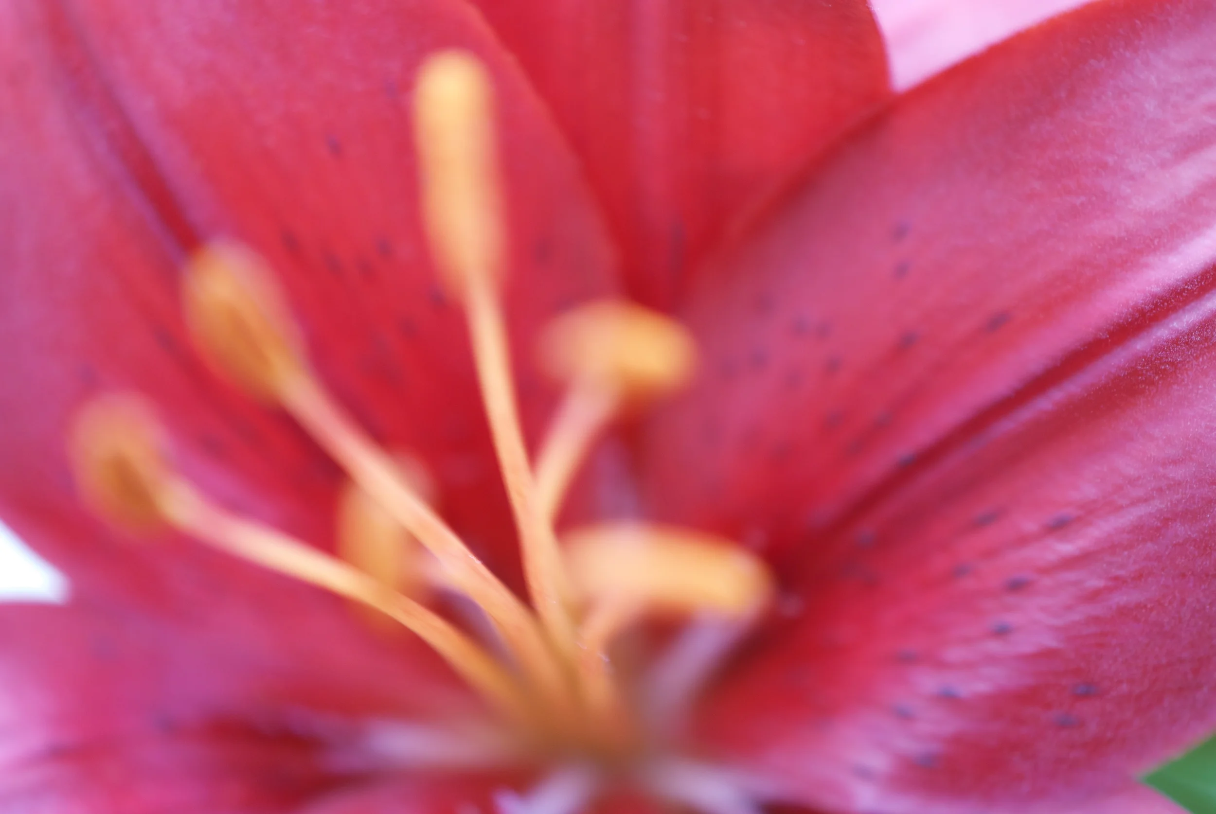 DSC_0081.jpg