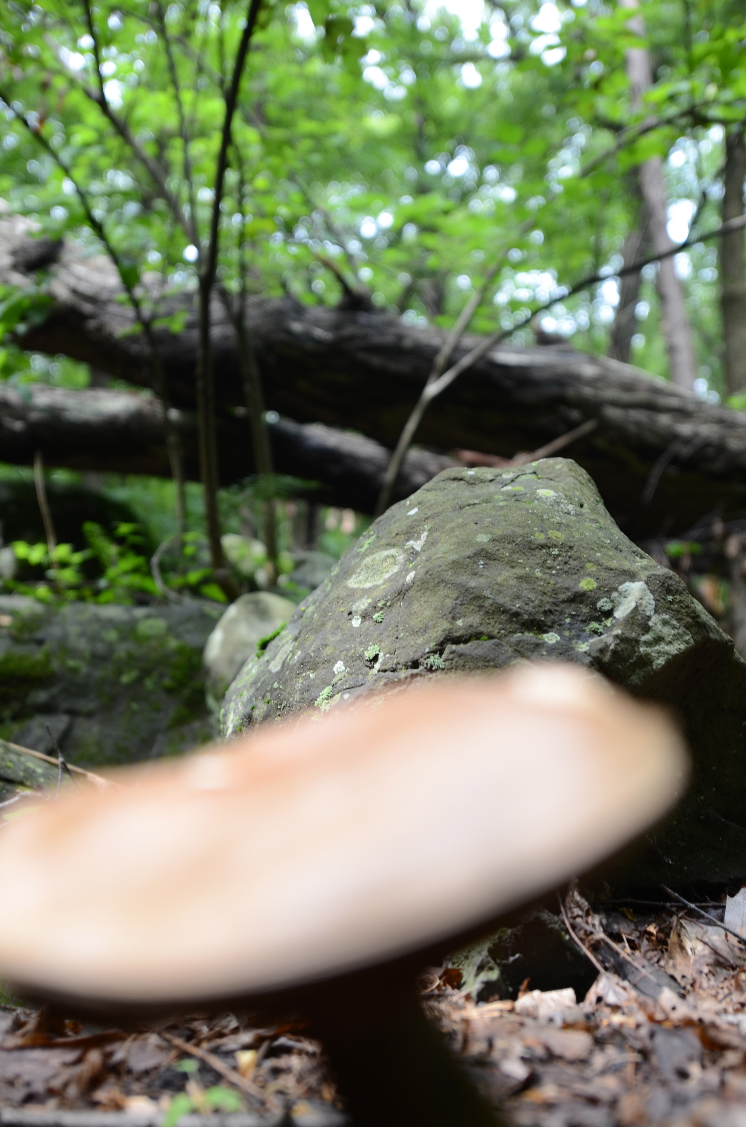 DSC_3188.jpg