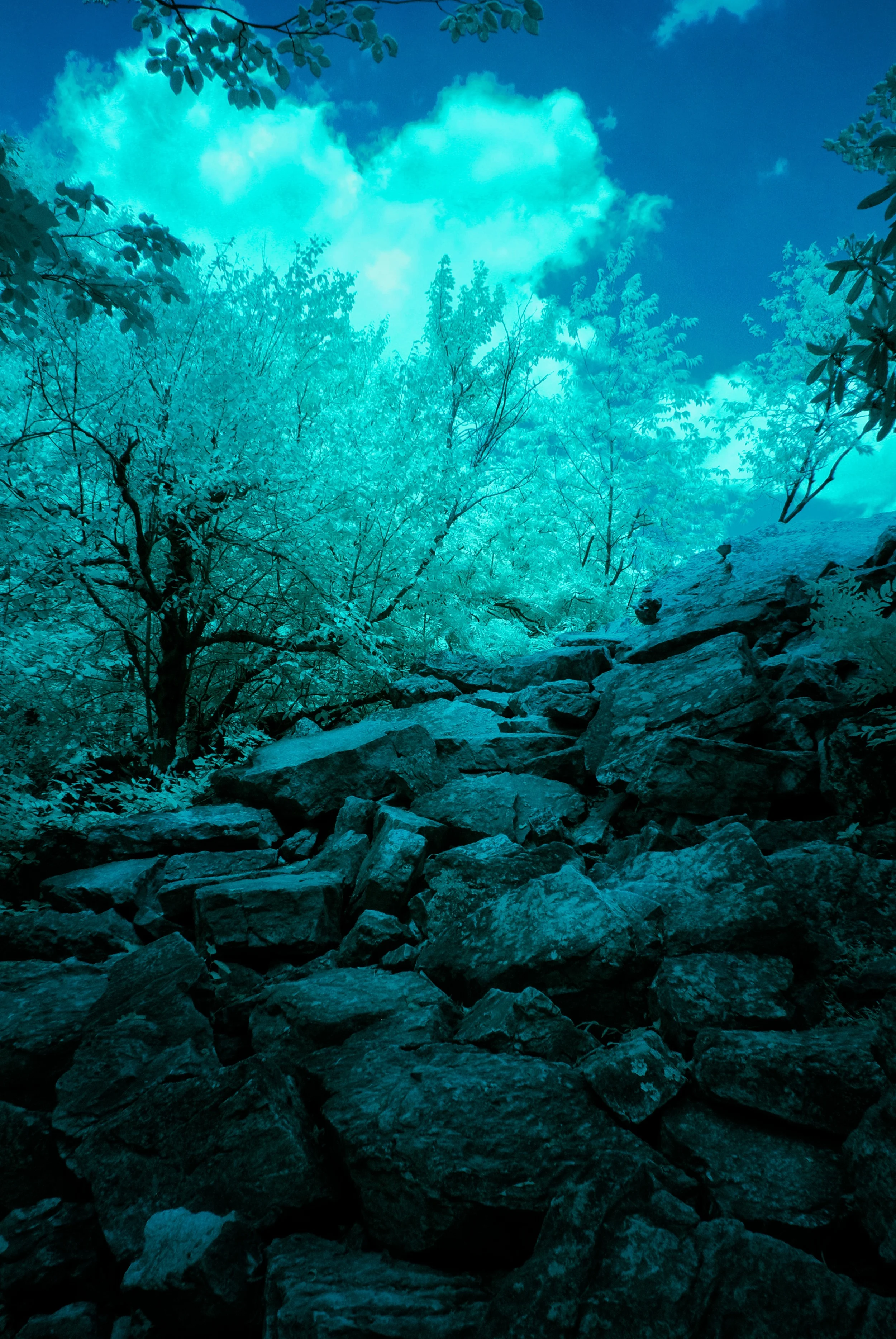 DSC_0156.jpg