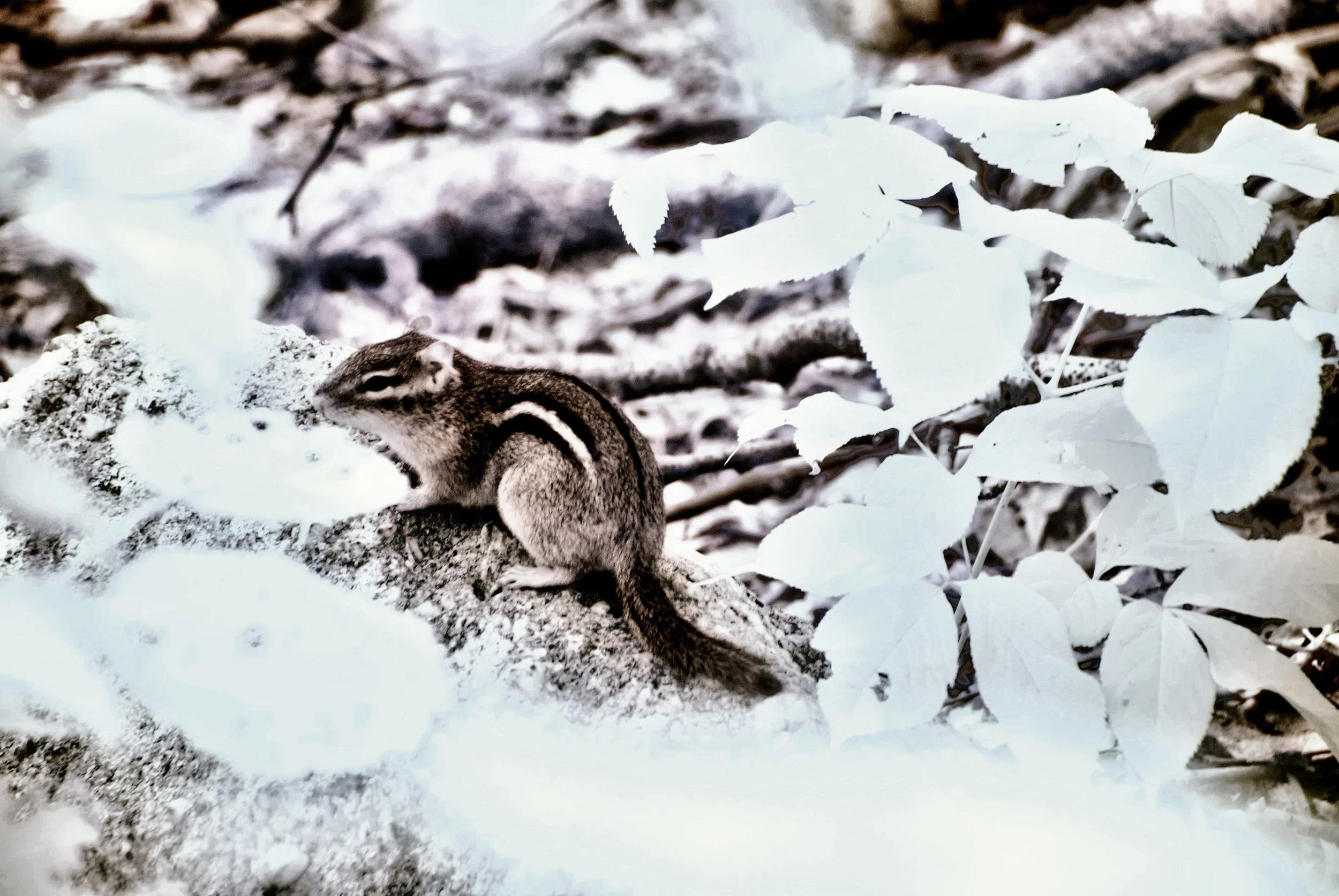 DSC_0198.jpg