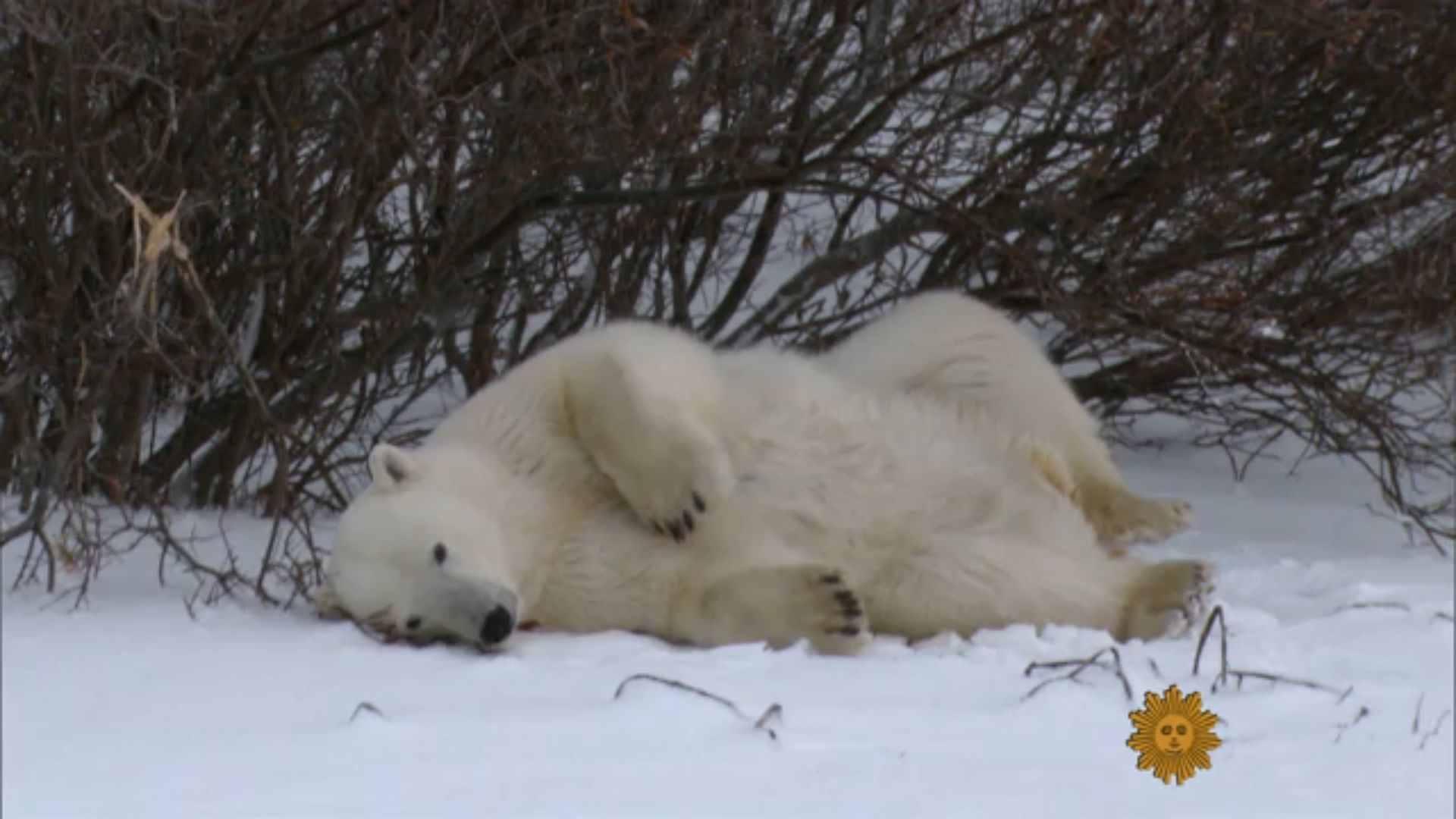 Click the image above and you'll be taken to the CBS Sunday Morning segment on polar bears.