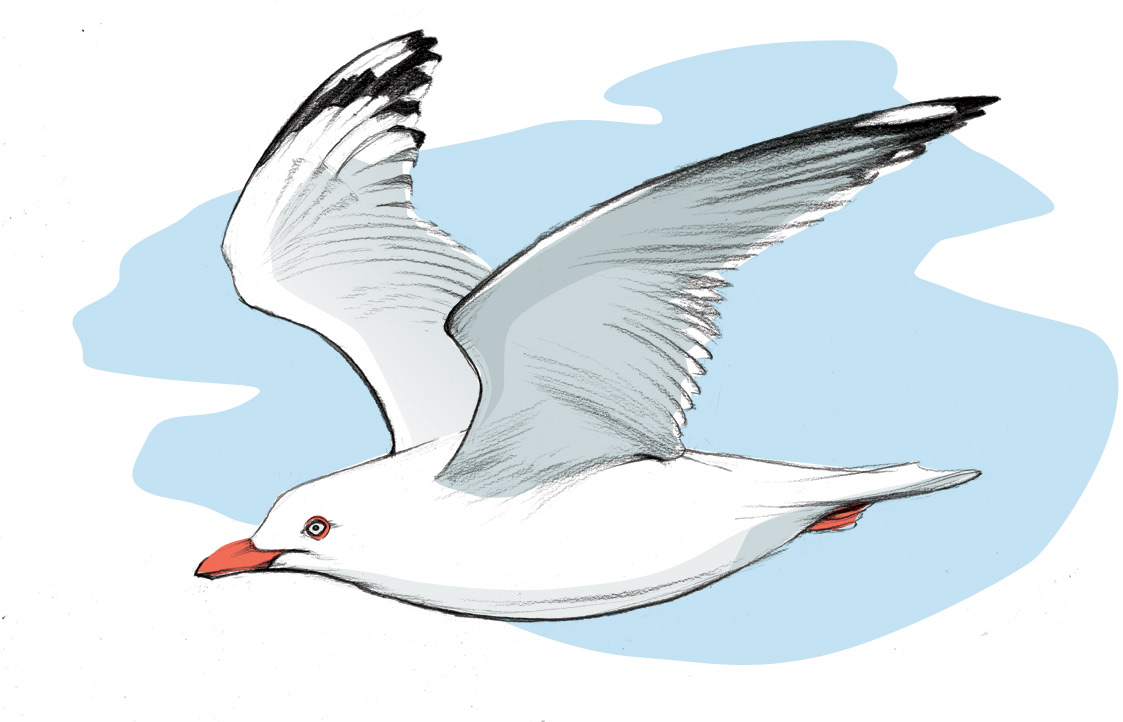 flying-gull-copy.jpg