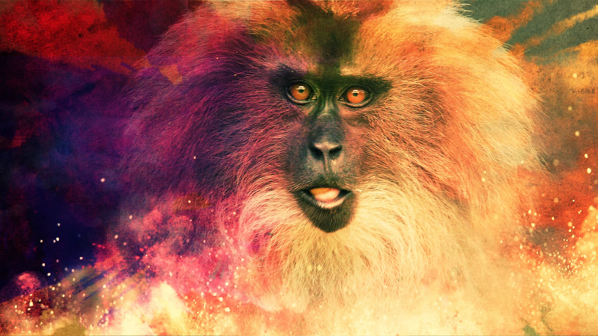 Monkey_Alt_Grade (00074).jpg