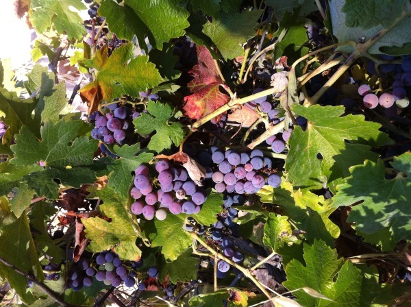 photo-1.JPG