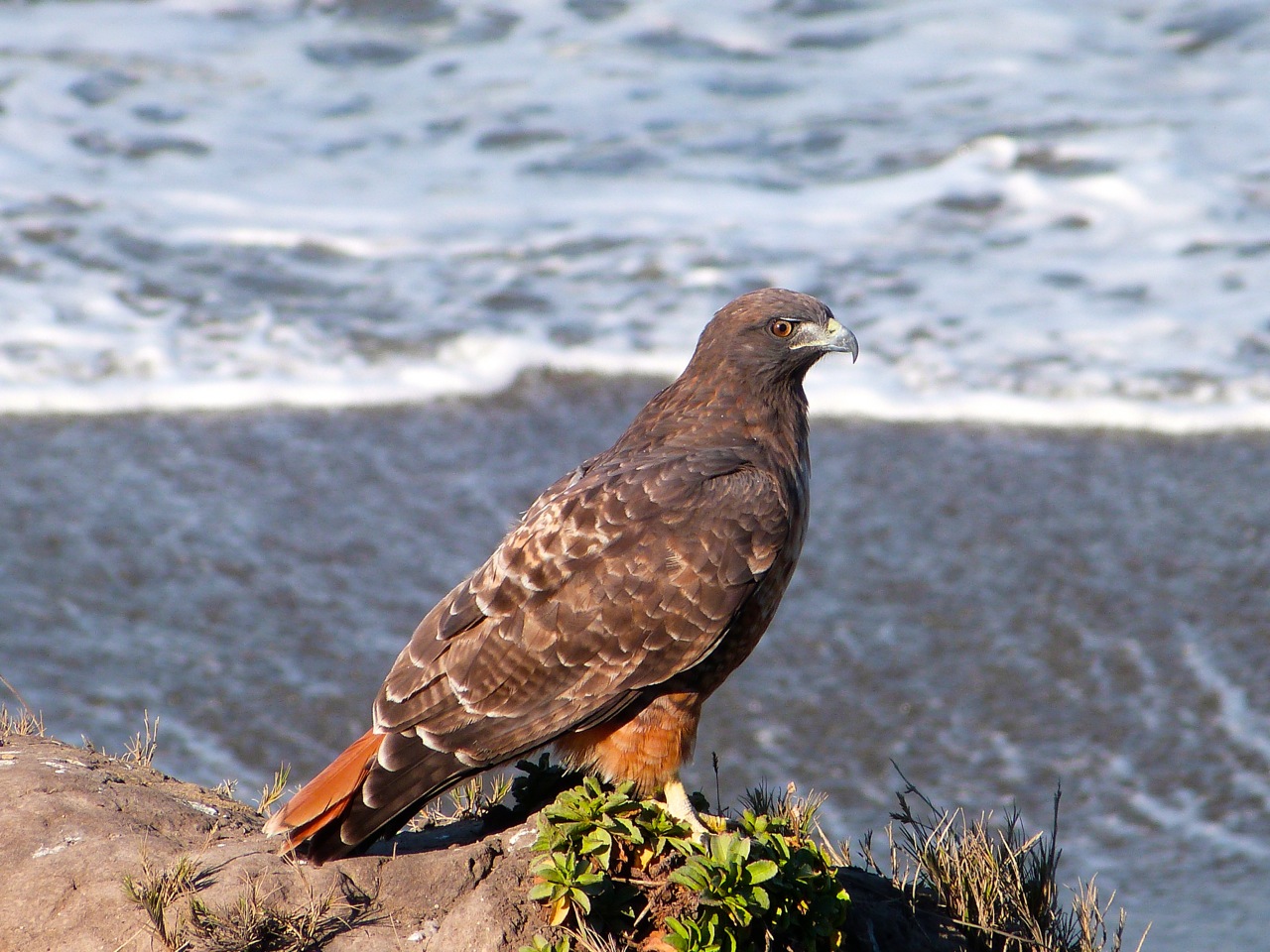 81 Red Tail by the Sea.jpg