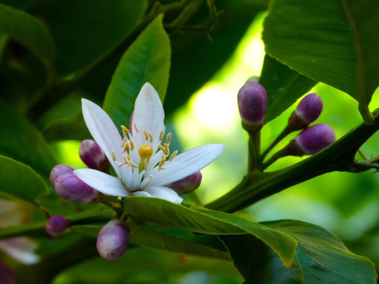 190. My Lemon Tree....jpg