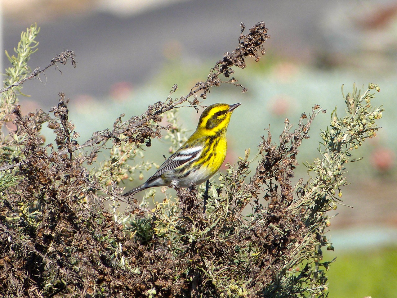 292. Townsend's Warbler.jpg