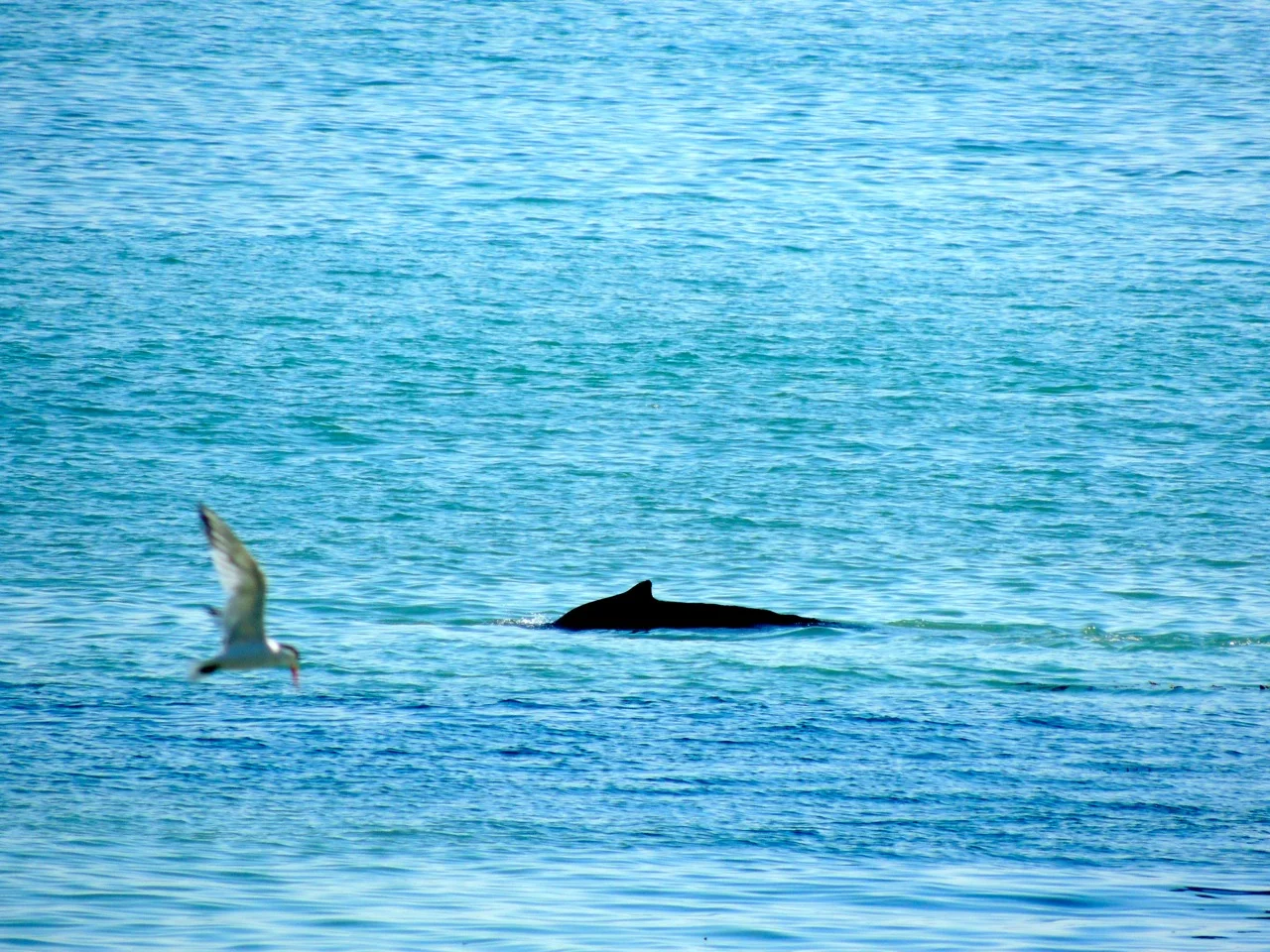 Double whammy: Humpback whale and Elegant (or Caspian) tern.