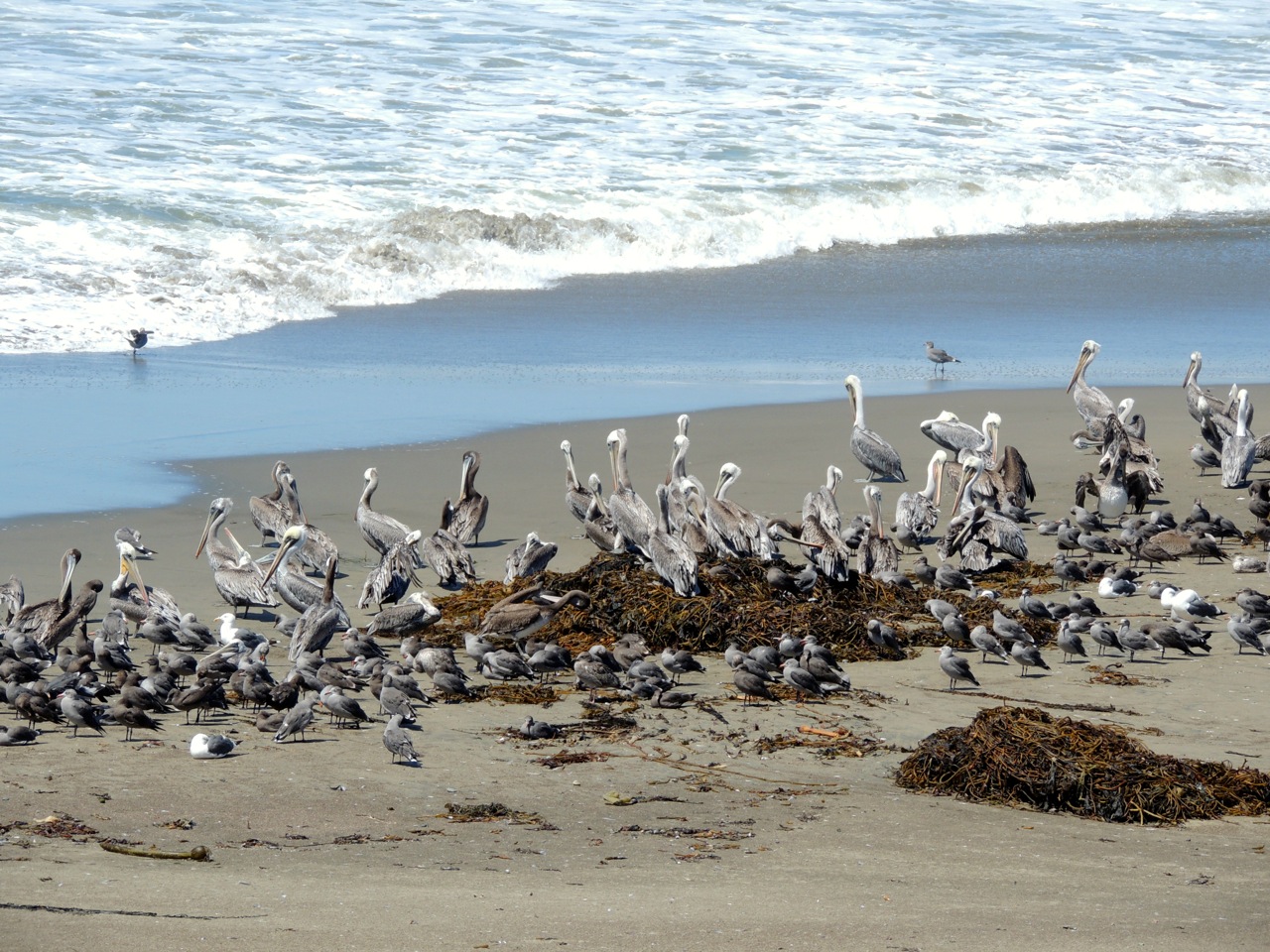 Note the hierarchy. The big pelicans get to sit up front. Little gulls at the back.
