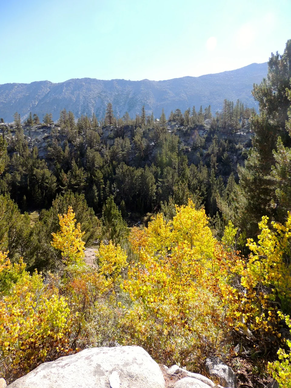 Fall colors in the Sierras.