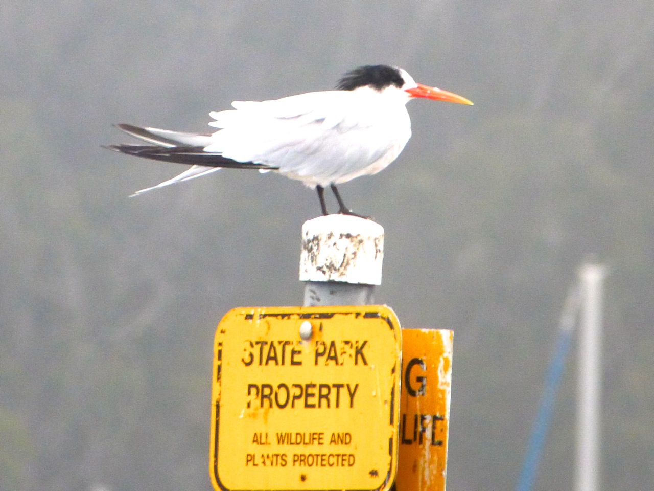 Tern stays close to the rule sheet