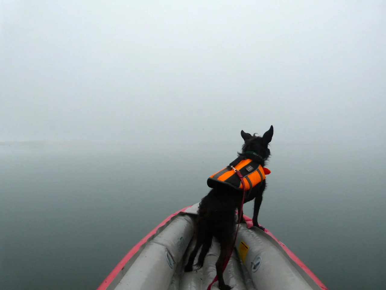Blending with the fog