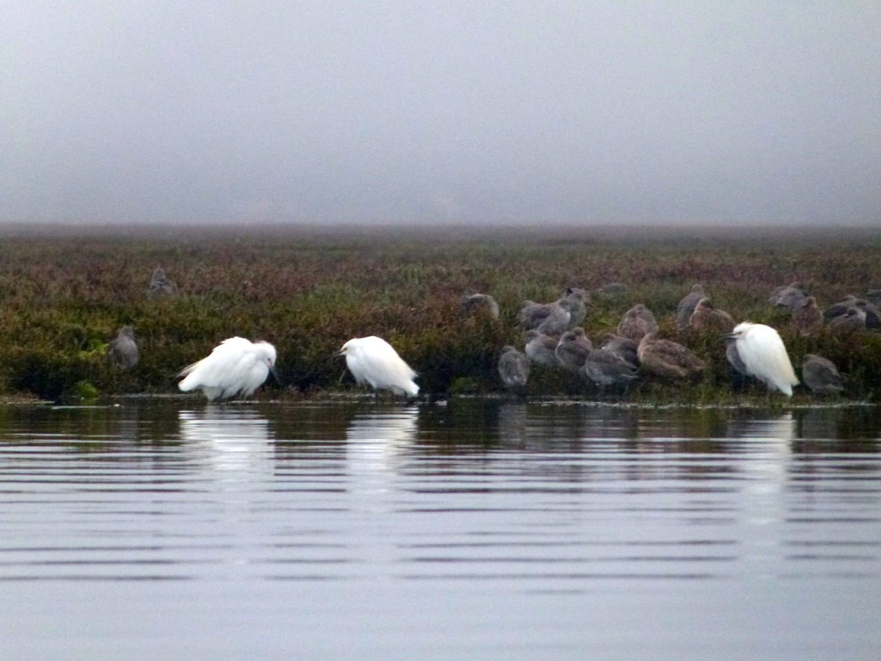 Snowy egrets