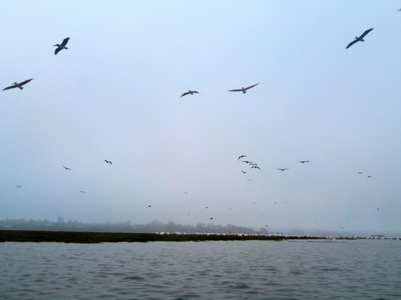 Pelicans at sunrise