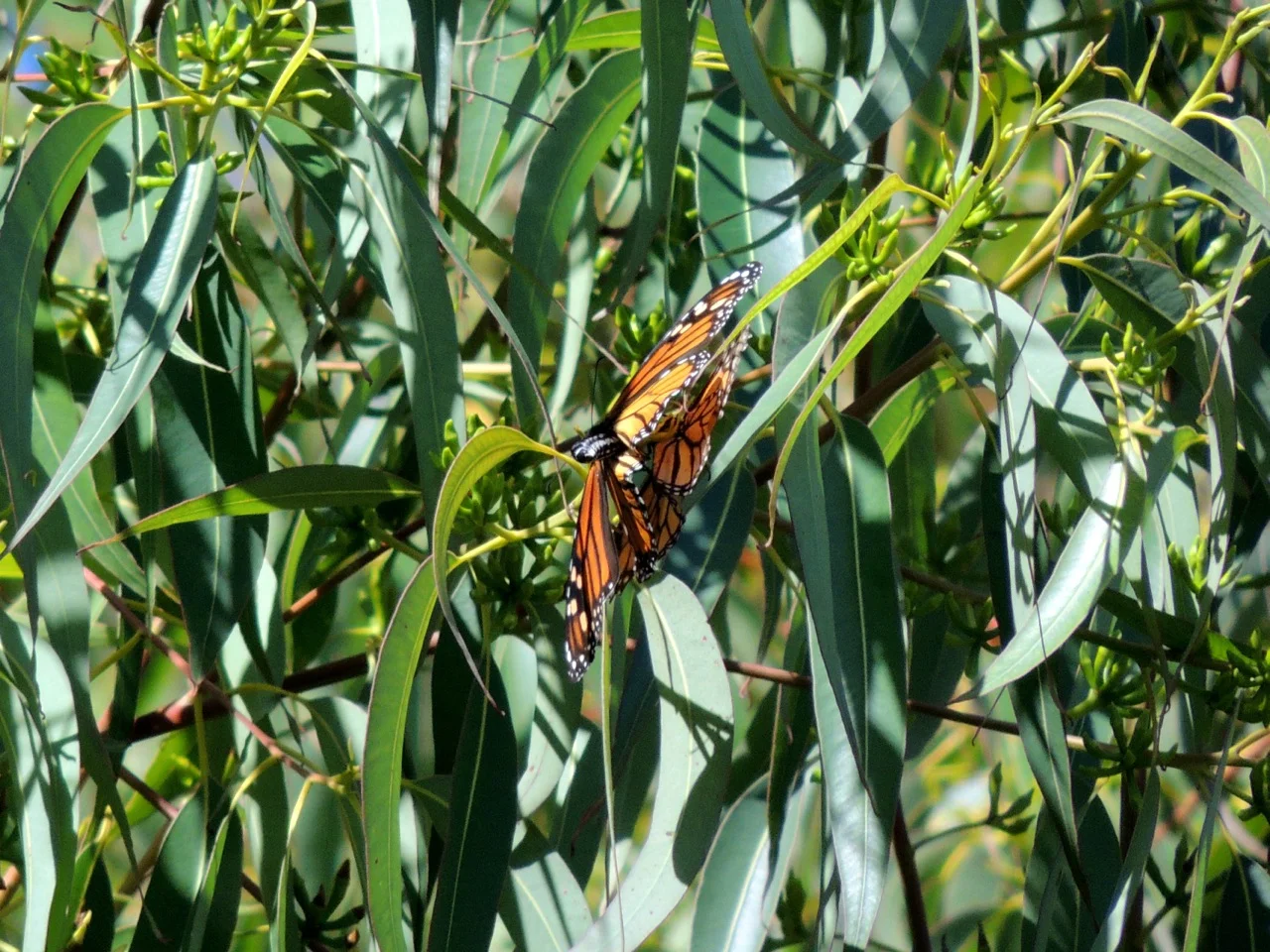 I realize mating is a private thing, Still, you have to celebrate anything that brings more butterflies into the world.