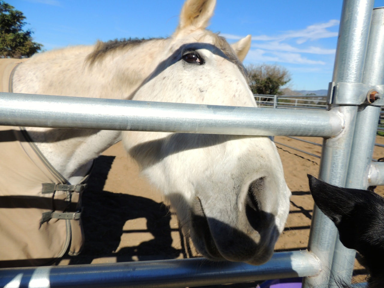 Chance says hi to Ella (note her ear lower right) 