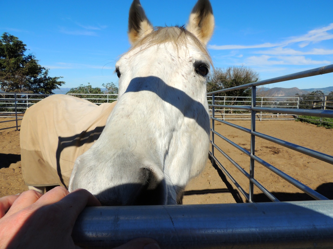 Chance says hi to me.
