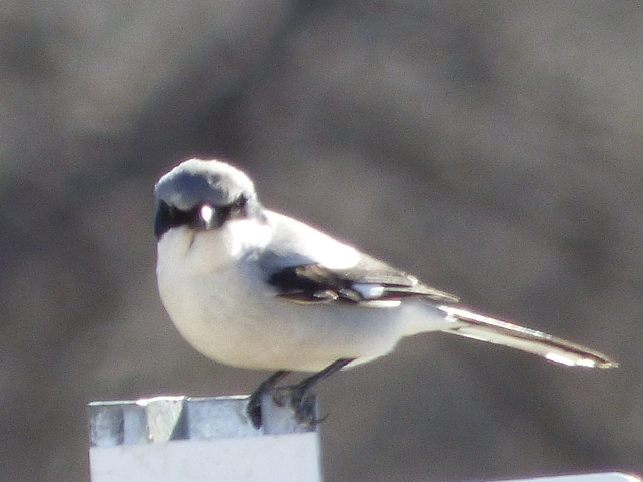 Loggerhead shrike