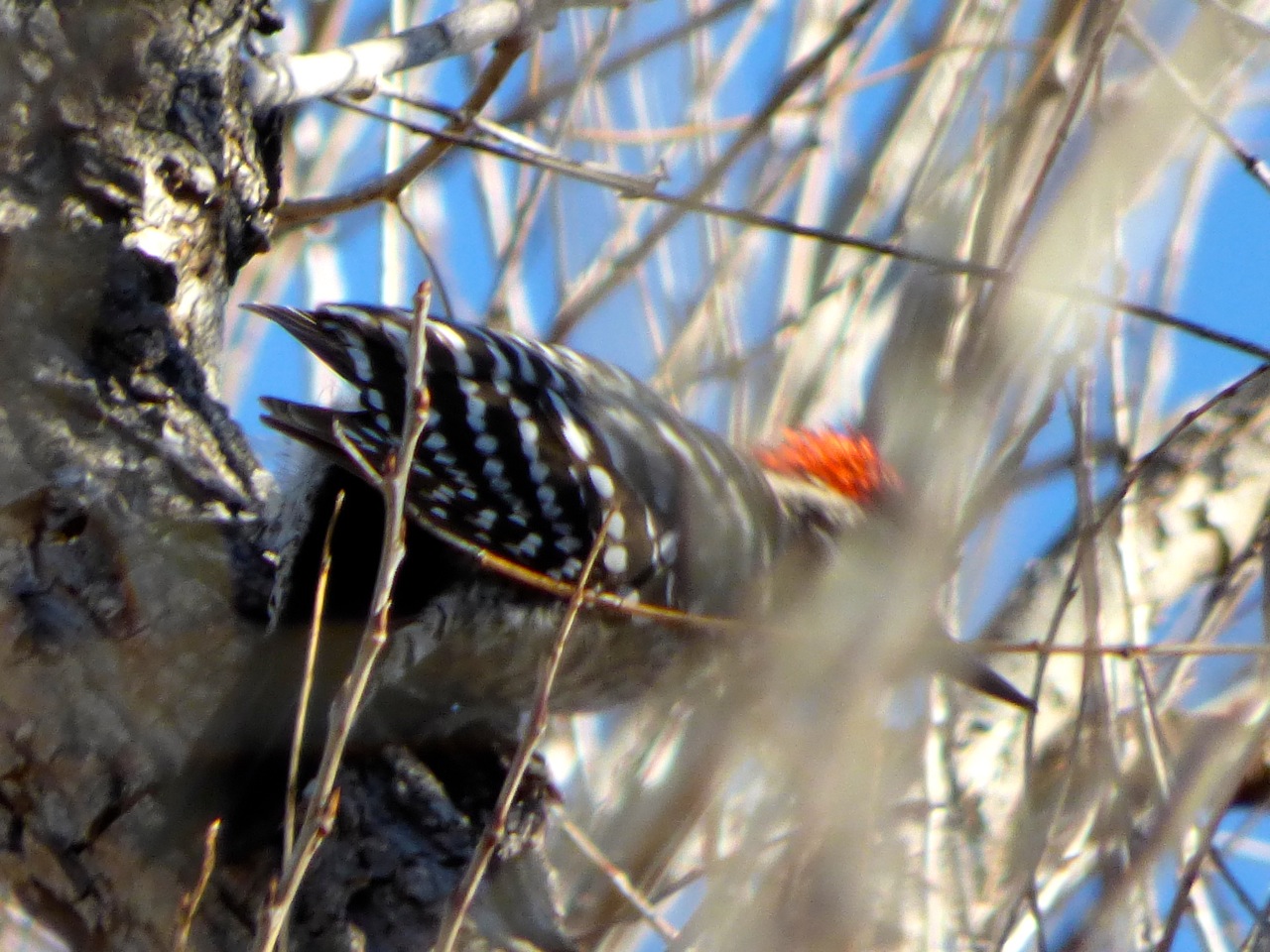 Cactus or ladderback woodpecker